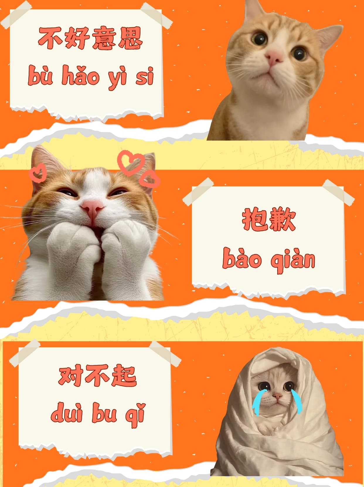 Infographic of 不好意思, 抱歉, and 对不起 with cat photos showing mild, sincere, and deep apologies